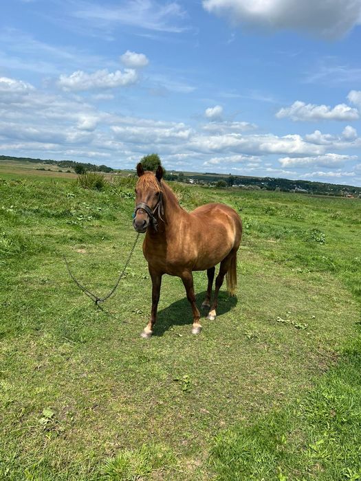 Vând mânză în vârstă de 2 ani