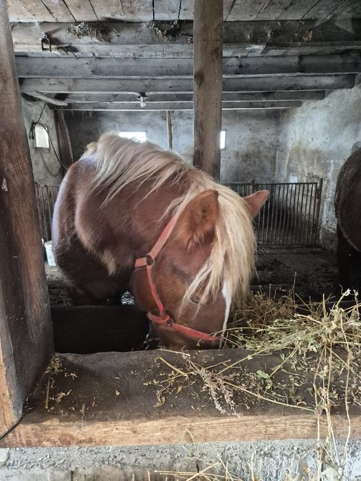 Manz 1 an si 10 luni