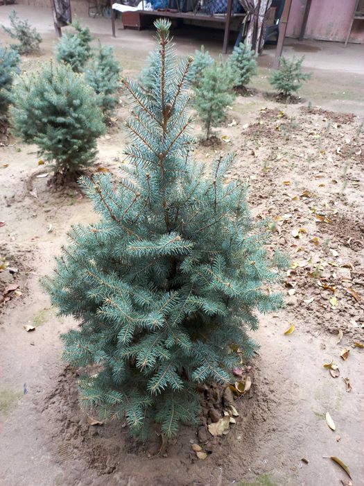 Арча сотилади голубой ель