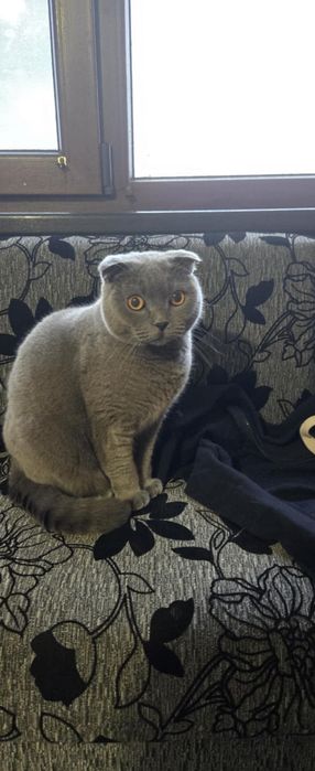 Шотландска клепоуха късокосместа