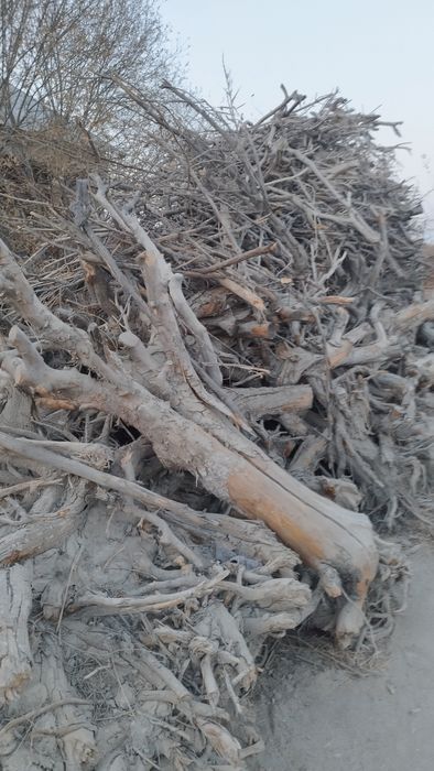 Олма у́тин кунда сотилади