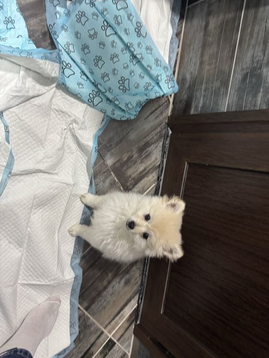 Померан Дружелюбно