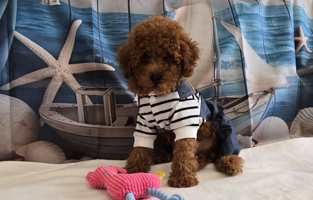 Пудел той  Poodle toy с родословие