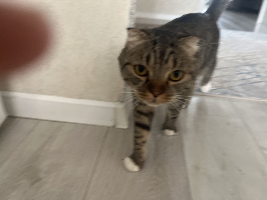 Отдам даром кота