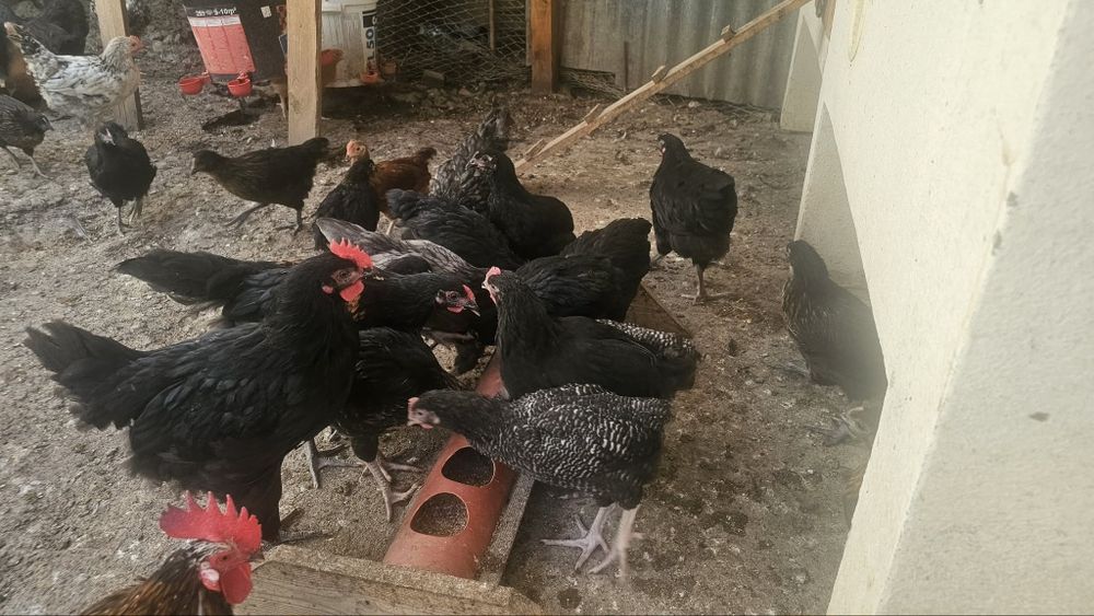 Puicute și cocoși wyandotte și austrolorp!