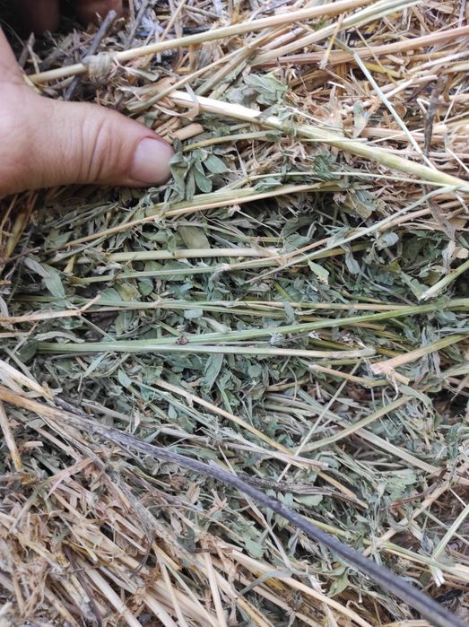 Vând baloți de fan și lucerna