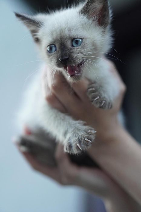 Отдам котят в хорошие руки