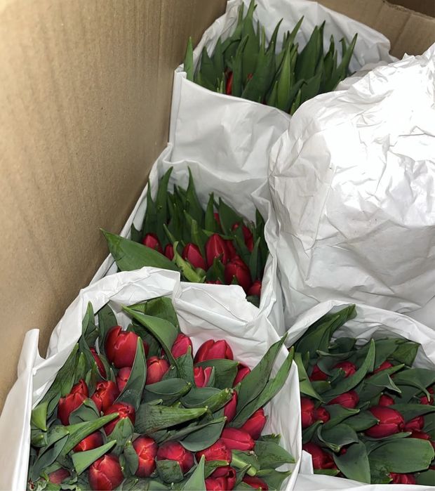 Продажа тюльпанов оптом