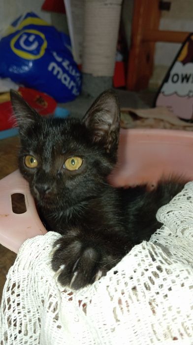 Срочно Отдам котёнка в добрые руки