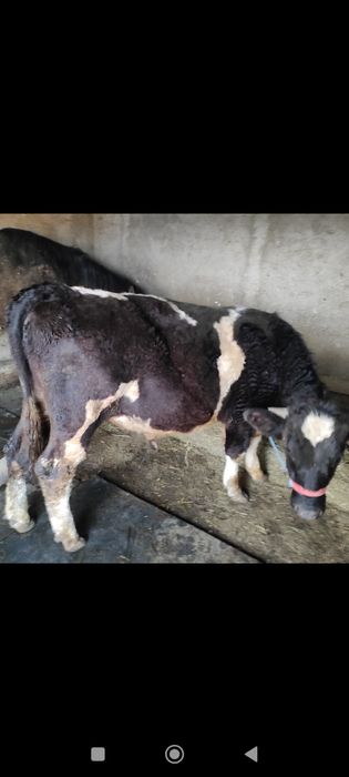 Vând vițel tânăr