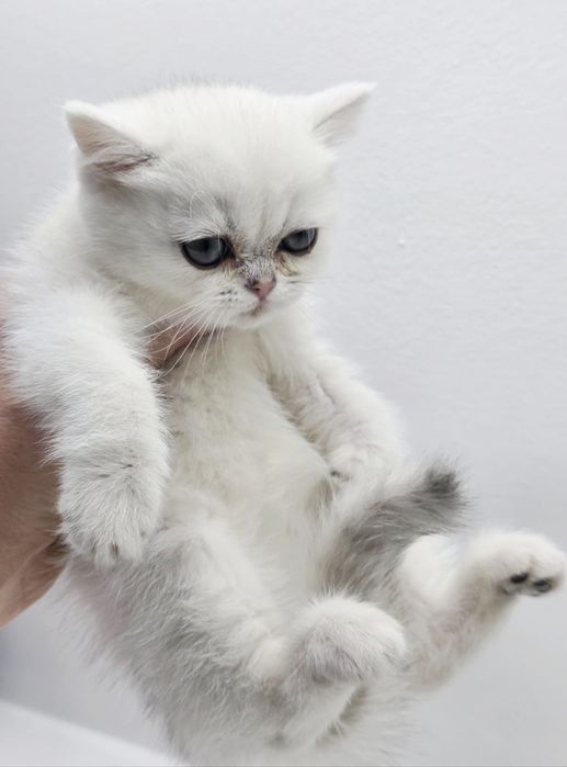 БриТашки ОчаРоваШки