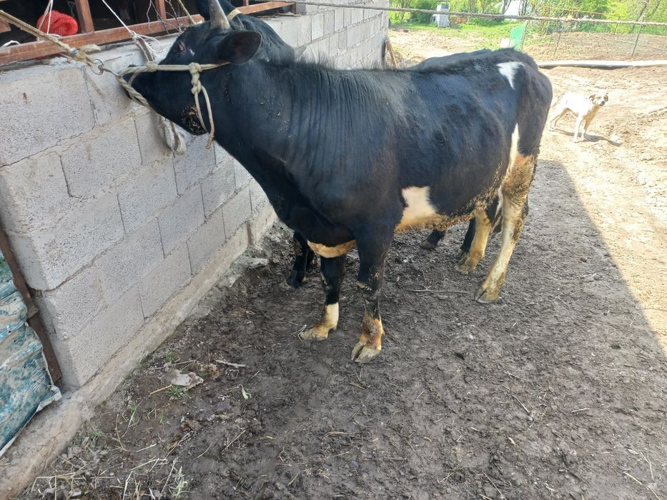 Срочно продам быка