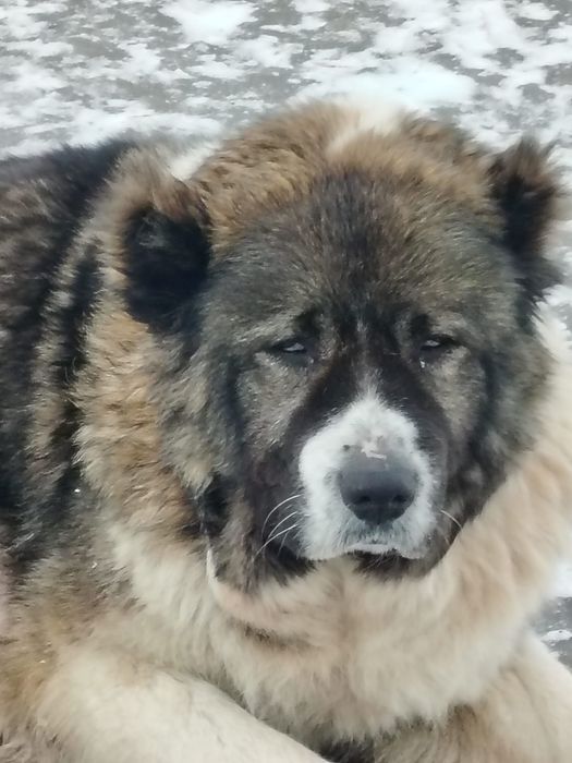 Продам щенков Кавказская овчарка