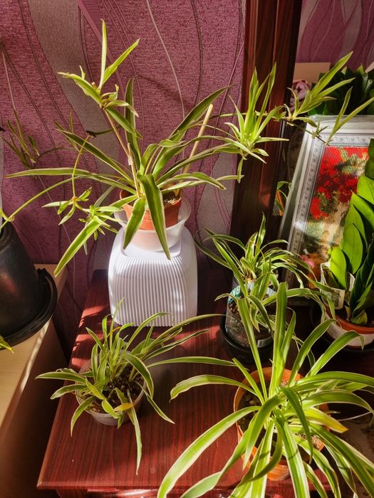 Комнатные цветы в горшках.Хлорофитум.