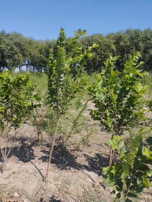 Manzarali daraxt koʻchatlari sotiladi