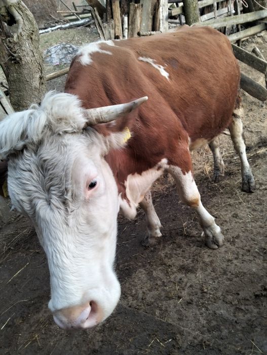 Vând vacă cu vițel, a treia fătare.