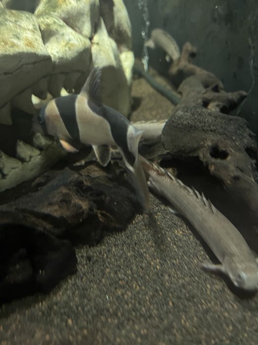 Продам аквариум 330 литров