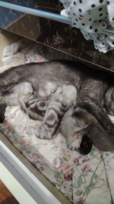 Продаются котята скоттиш страйт