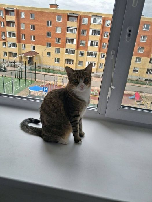 Ищем дом для кошки