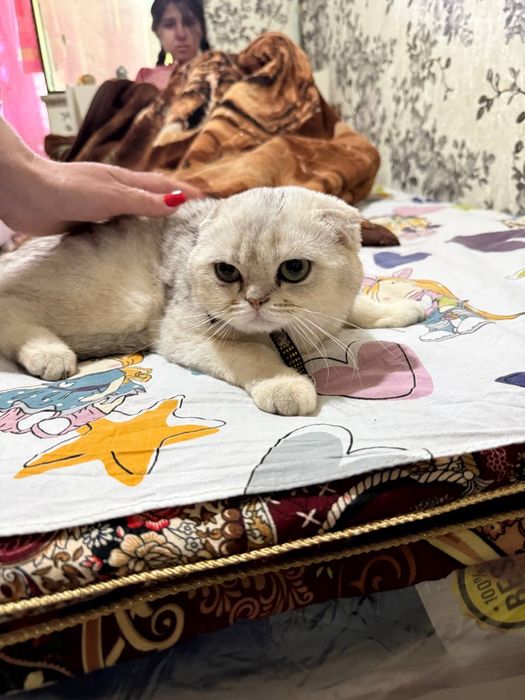 Продается породистая серебристая британская Шиншилла