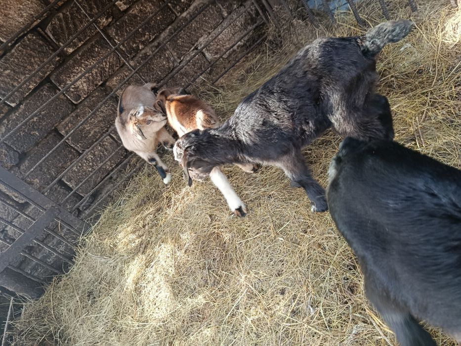 Продам козлят мальчики