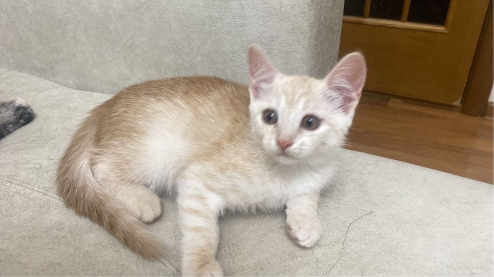 Котята, кошки, коты