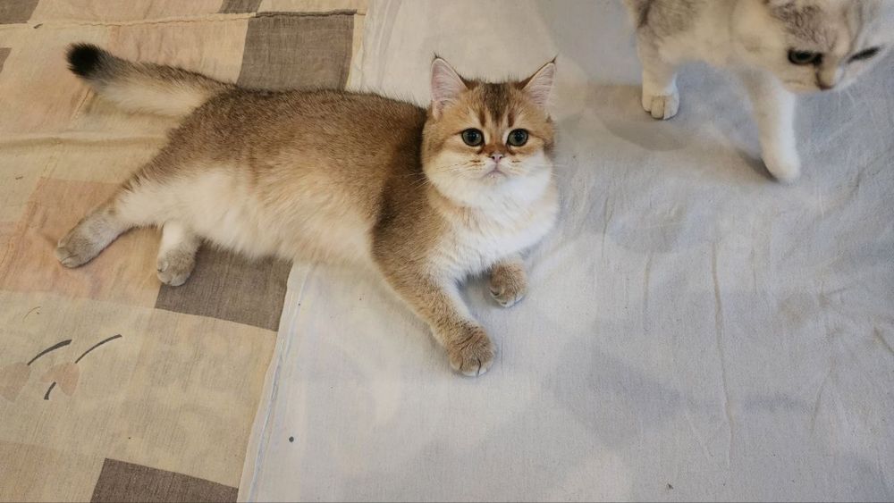 Продаются  кошечка британка