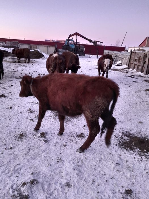 Продам тёлочек от дойных коров.