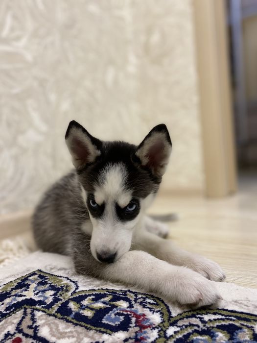 Сибирский хаски