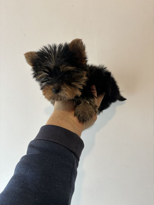Yorkshire terrier baietel