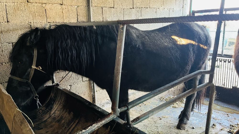 Соғымға бие сатылады