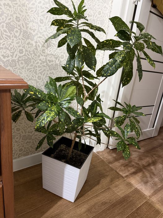 Продам комнатный цветок