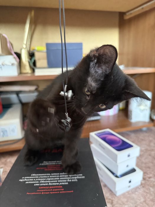 Отдам котята 2,5 мес мальчики Актау