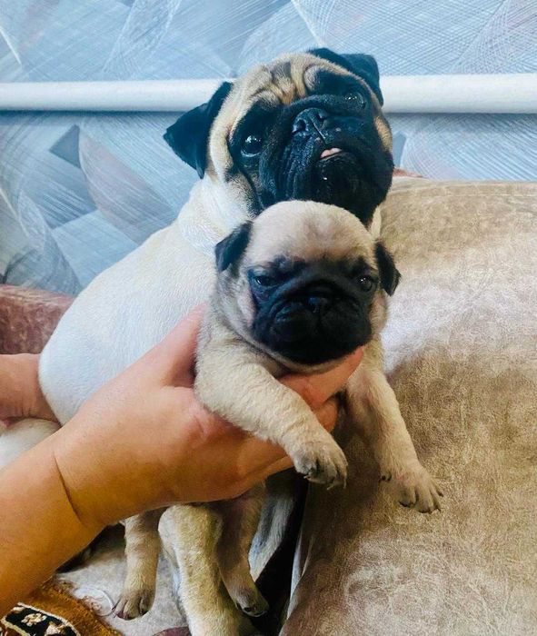 кабель мопса вязка