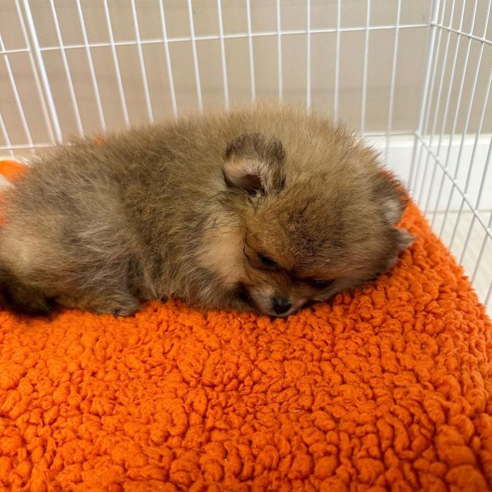 Классные малыши шпица