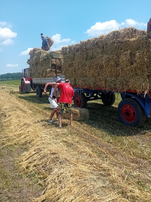 Vând baloti de ovăz cu lucernă măruntă in ei