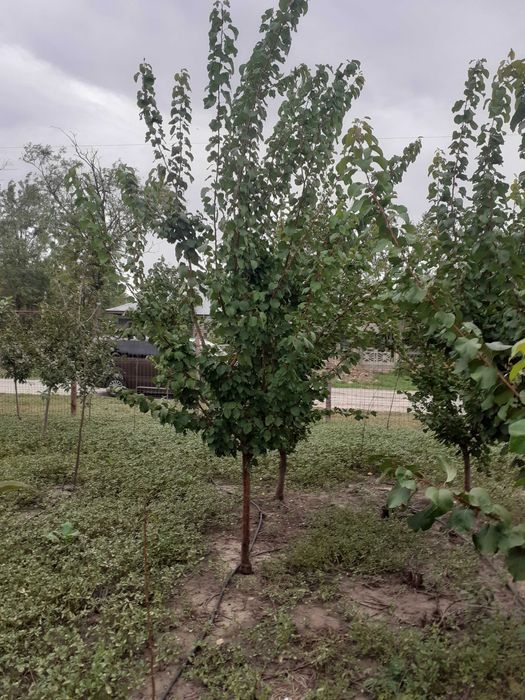 Super Oferta Pomi mari mar an 4-5