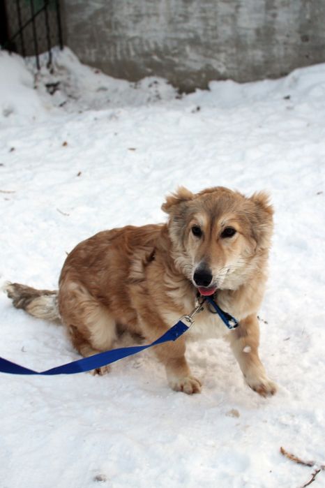 Отдам в добрые руки