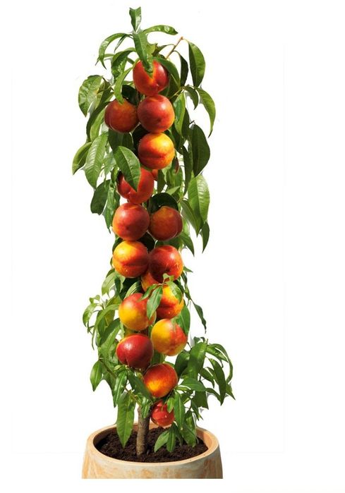Pomi Fructiferi Columnari Nectarin la ghiveci