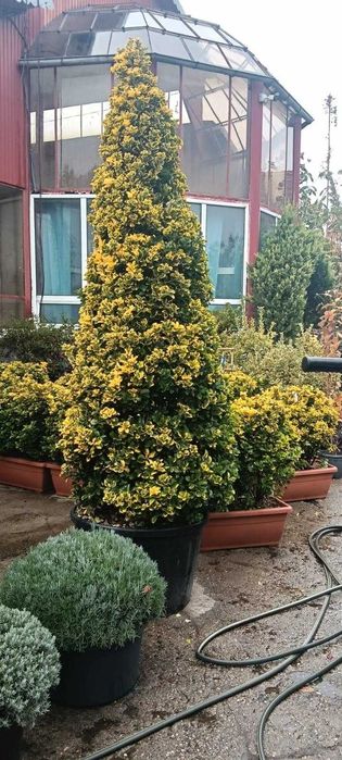 Arbori Ornamentali Premium – Gama Variata pe Stoc