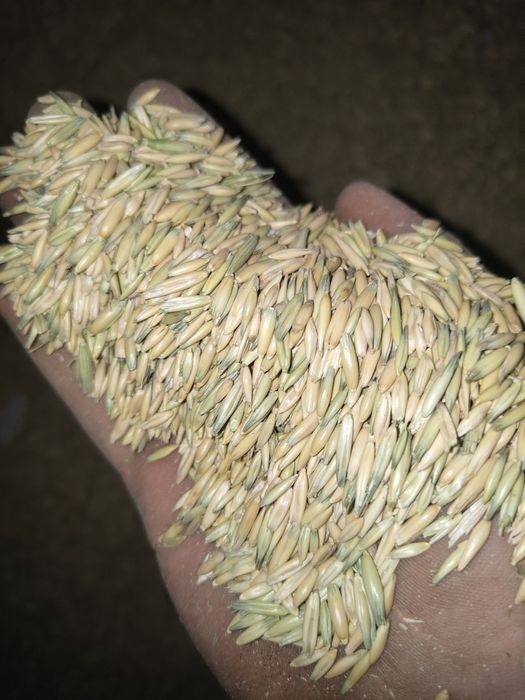 Продам Ячмень, пшеницу, овёс, отходы