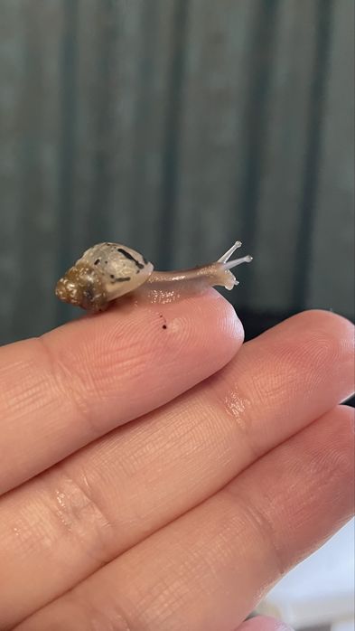 Малыши улитята Ахатины. Город Сарань