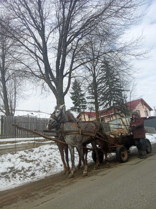 Vind iapă 4 ani gestantă