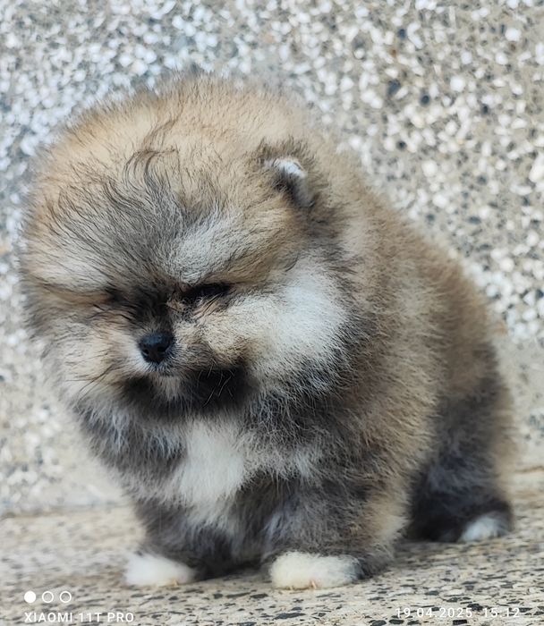 Померан померанче