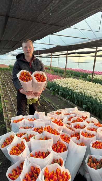 АКЦИЯ!!! Тюльпаны