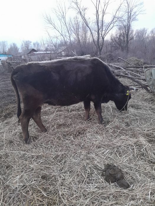 Жуас денесы ыры сыиыр сатылады