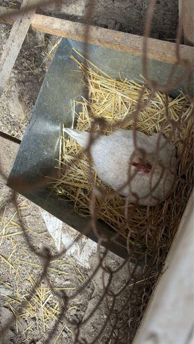 Курица петух яйца цыпленок