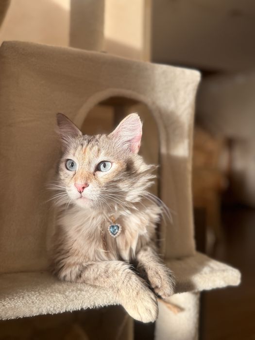 Кошка, нужно срочно пристроить