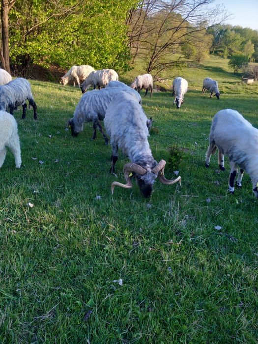 Vând 2 berbeci buni de prăsilă