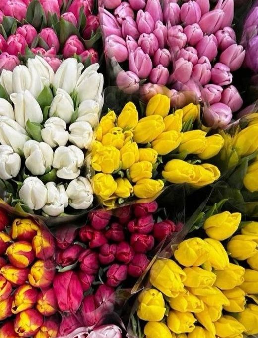 Продам  тюльпаны